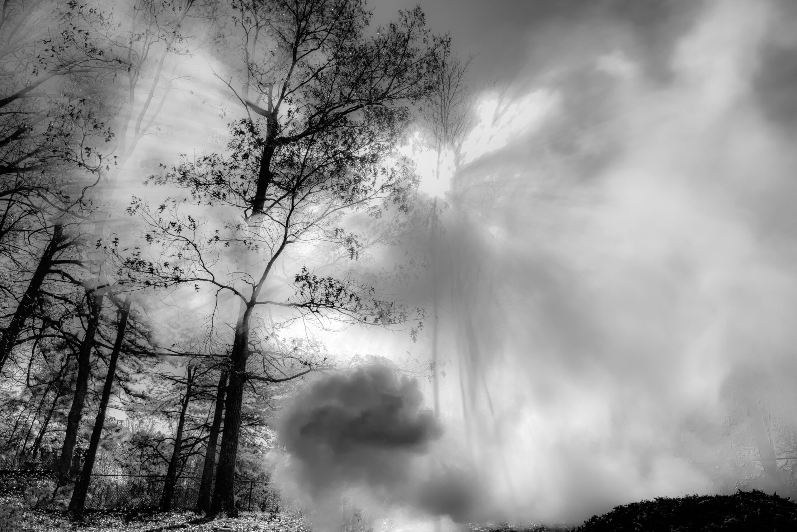 Fog and trees in South Carolina landscape with dramatic atmosphere