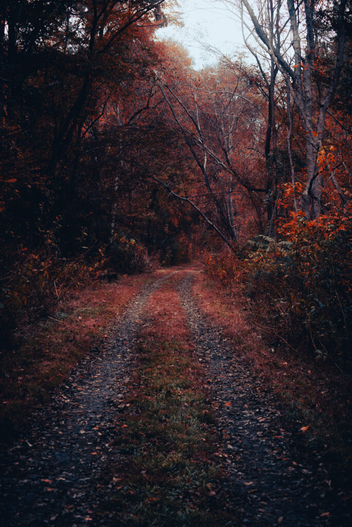 Shaded forest path on the Peak to Prosperity Trail in the South Carolina Midlands, lined with late-autumn leaves in deep red and brown tones.