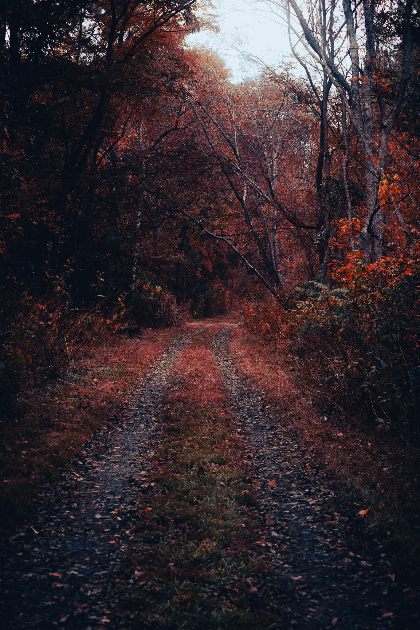 Shaded forest path on the Peak to Prosperity Trail in the South Carolina Midlands, lined with late-autumn leaves in deep red and brown tones.