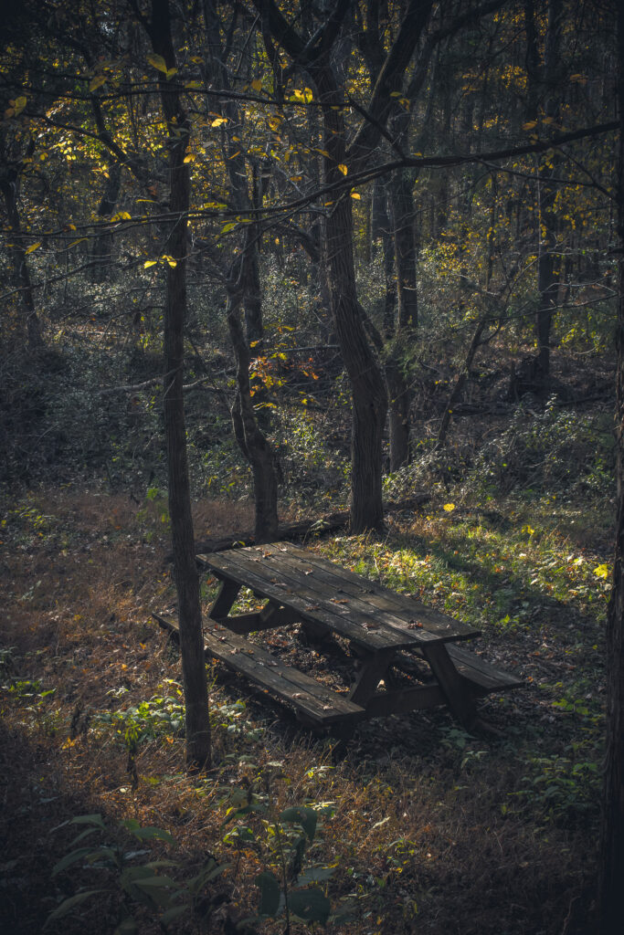 Abandoned wooden picnic table in a shadowed forest clearing lit by warm late-afternoon light.