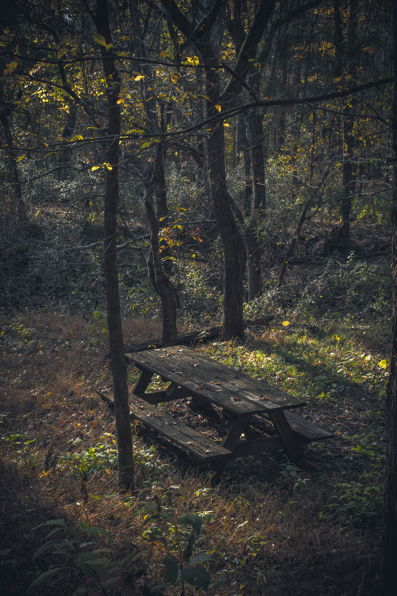 Abandoned wooden picnic table in a shadowed forest clearing lit by warm late-afternoon light.