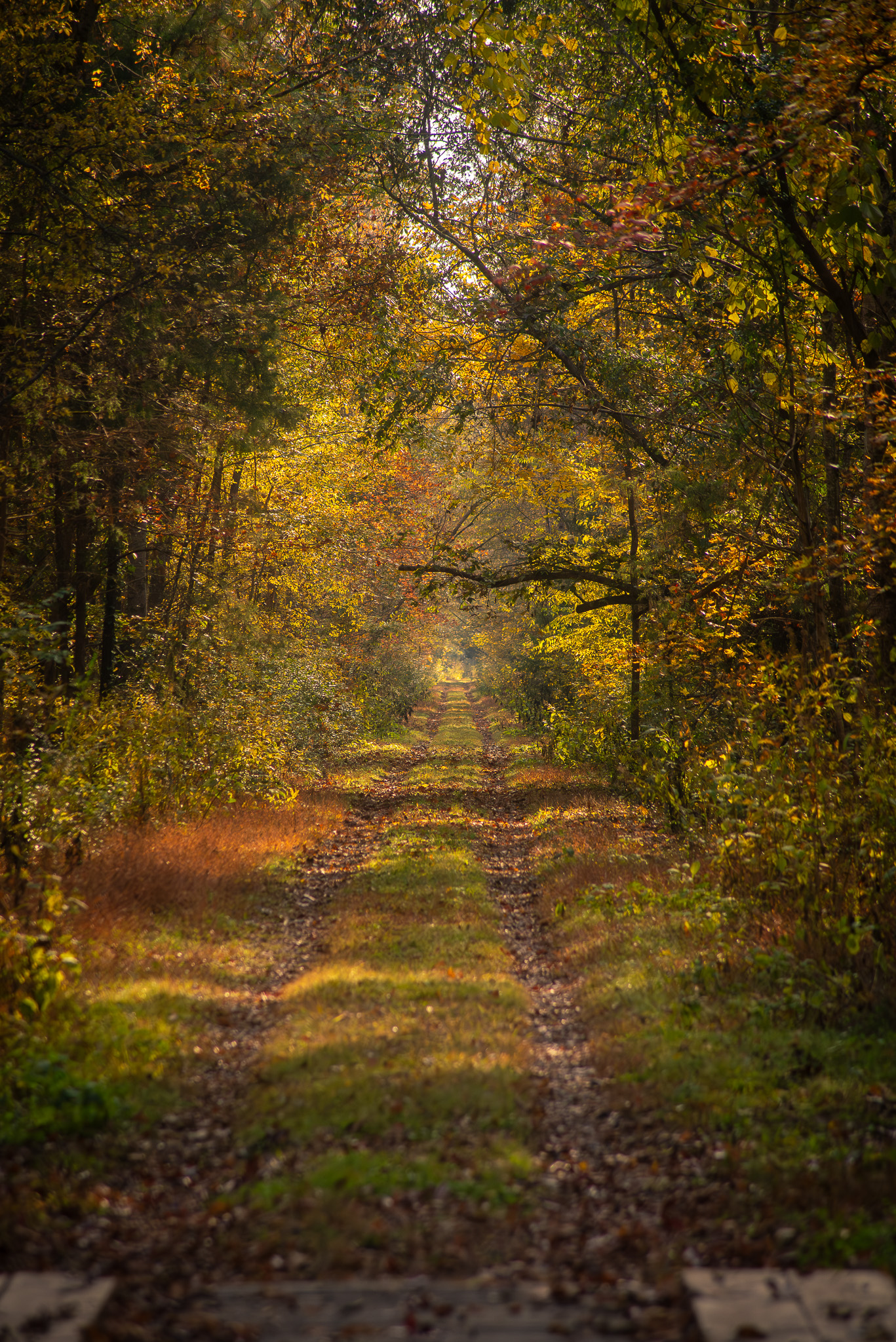 Autumn light creating a natural tunnel on the Palmetto Trail near Pomaria, with deep shadows and warm color along the forest path.